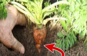 S-a dus în spatele casei să strângă niște morcovi din grădină, dar la scurt timp după ce a început să-i scoată din pământ a rămas fără cuvinte! Iată ce a descoperit bărbatul pe unul dintre ei: „Nu se poate așa ceva..