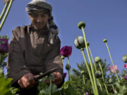 Cât de mult opiu se produce, de fapt, în Afganistan, unde ajung drogurile și cât câștigă talibanii