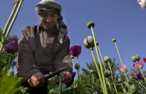 Cât de mult opiu se produce, de fapt, în Afganistan, unde ajung drogurile și cât câștigă talibanii