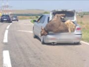 Cu vaca și oaia în portbagaj, pe șoselele din România. Unde a fost surprinsă imaginea