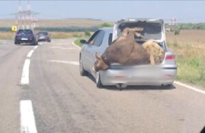 Cu vaca și oaia în portbagaj, pe șoselele din România. Unde a fost surprinsă imaginea