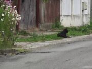 Un câine din Mureș își așteaptă de doi ani stăpânul în fața curții. Ce s-a întâmplat cu bărbatul