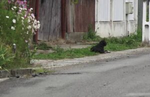 Un câine din Mureș își așteaptă de doi ani stăpânul în fața curții. Ce s-a întâmplat cu bărbatul
