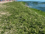 Plajele de pe litoral au devenit verzi. Cantitate uriașă de alge în Olimp, Mangalia și Vama Veche
