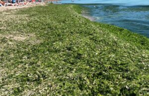 Plajele de pe litoral au devenit verzi. Cantitate uriașă de alge în Olimp, Mangalia și Vama Veche
