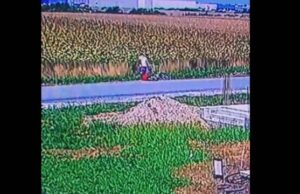 Un bărbat a fost filmat aruncând mai mulți cățeluși în pungi. A fost identificat și amendat