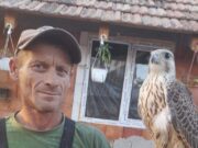 Un bărbat din Arad s-a trezit cu 20 de mii de euro în curte, după ce un uliu valoros a zburat din Slovacia în România