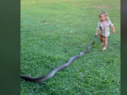 Un copil de 2 ani a fost filmat în timp ce trăgea un piton pe iarbă. Tatăl îl încuraja