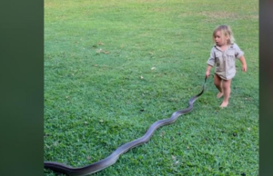 Un copil de 2 ani a fost filmat în timp ce trăgea un piton pe iarbă. Tatăl îl încuraja