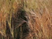 De ce se spune că Sfântul Dumitru bagă căldură în pământ și usucă plantele