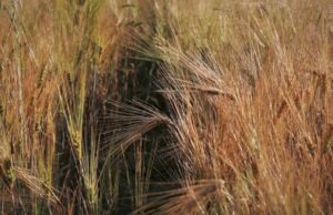 De ce se spune că Sfântul Dumitru bagă căldură în pământ și usucă plantele