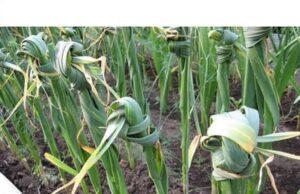 O planta ucide 14 tipuri de cancer si 13 infectii diferite! De ce nu o recomanda medicii?