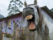 Sucevean rupt în bătaie în propria curte după ce și-a înjurat caii, iar niște trecători au crezut că li s-a adresat lor. Cine l-a salvat – – –