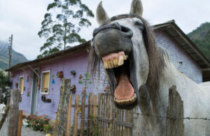 Sucevean rupt în bătaie în propria curte după ce și-a înjurat caii, iar niște trecători au crezut că li s-a adresat lor. Cine l-a salvat – – –