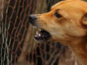 Doi soți din Arad au fost atacați de câinii din curte. S-au baricadat în casă de frică