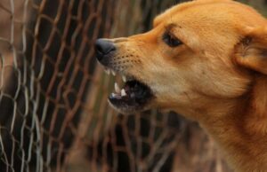 Doi soți din Arad au fost atacați de câinii din curte. S-au baricadat în casă de frică