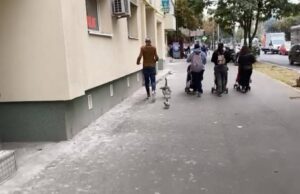 Imagini inedite în București. Un tânăr se plimbă cu o gâscă și o rață, pe trotuar.
