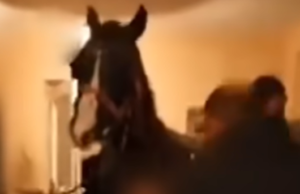 Au pus calul la masă și au făcut chef cu manele. Imagini scandaloase cu animalul în casă