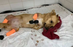 Animalul a fost descoperit în agonie într-o pădure. „Nimeni nu ştie ce s-a întâmplat, unii voluntari cred că cineva i-a tăiat picioarele din cruzime”, a spus medicul care l-a îngrijit