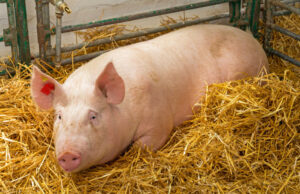 Un polițist din IPJ Giurgiu i-a cerut comandantului un porc de 160 de kg, în urma unei farse a colegilor