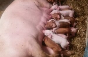 Legea porcului: Se interzice deţinerea scroafelor în gospodărie şi hrănirea porcilor cu resturi alimentare. Amenzi de până la 18.000 de lei