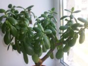 Planta pe care milioane de români o au în casă. Dar sigur nu știai ce face. Ea atrage.