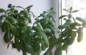 Planta pe care milioane de români o au în casă. Dar sigur nu știai ce face. Ea atrage.