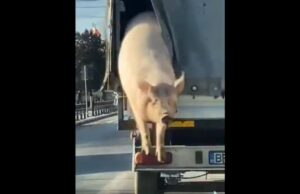 „Când o zbura porcul“, realitate la Brăila. Animalul a sărit din spatele unui camion în mers, în faţa altei maşini