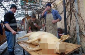 Când se taie, de fapt, porcul pentru Crăciun? Multă lume nu ştie! Greșeala pe care o fac toti