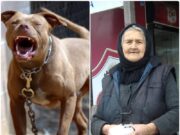 Bătrâna de 97 de ani planta flori în grădină, când s-a trezit înconjurată de patru pittbulli.