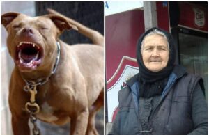 Bătrâna de 97 de ani planta flori în grădină, când s-a trezit înconjurată de patru pittbulli.