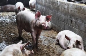 A tăiat porcul în casă, pentru că afară era prea frig. Vecinii au chemat poliția, crezând că este vorba despre o crimă