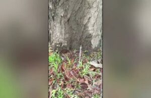 Dintr-un copac a început să curgă apă ca la robinet în Timișoara. Oamenii au crezut că este o ”minune”