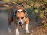 Doi copii din Suceava, plecați la colindat în Ajunul Crăciunului, au fost mușcați de câinii unui localnic