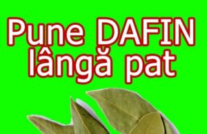 Iată ce benificii poți avea dacă pui o crenguță de dafin lângă pat – >>