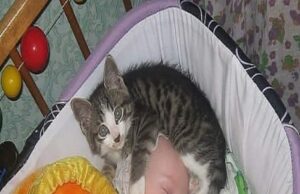 O mamă și-a auzit fiica plângând, s-a dus în grabă s-o liniștească. Când a intrat în cameră i-au tremurat picioarele. Iată cum și-a găsit fiica..–>