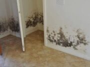 Spune adio mucegaiului fără produse chimice și foarte simplu! Eu așa am reușit să scap definitiv! Uite cum: