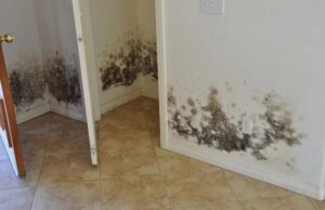 Spune adio mucegaiului fără produse chimice și foarte simplu! Eu așa am reușit să scap definitiv! Uite cum: