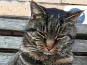 O pisică dispărută de 11 ani s-a întors la stăpânii ei. A fost găsită la peste 120 de kilometri distanță de casă