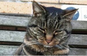 O pisică dispărută de 11 ani s-a întors la stăpânii ei. A fost găsită la peste 120 de kilometri distanță de casă