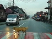 Un câine din Bistrița-Năsăud le arată pietonilor cum se traversează corect strada