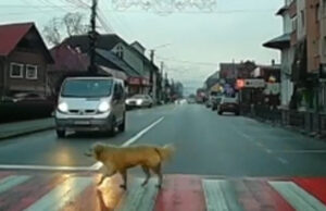 Un câine din Bistrița-Năsăud le arată pietonilor cum se traversează corect strada