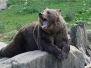 O mamă și-a aruncat copilul în țarcul unui urs –