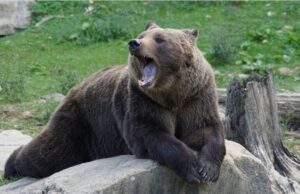 O mamă și-a aruncat copilul în țarcul unui urs –