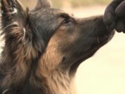 Proprietarul celor 8 câini care au atacat un copil pe stradă a fost reținut. În loc să-l ducă la spital, l-a luat acasă și l-a spălat cu apă caldă –