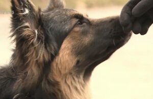 Proprietarul celor 8 câini care au atacat un copil pe stradă a fost reținut. În loc să-l ducă la spital, l-a luat acasă și l-a spălat cu apă caldă –