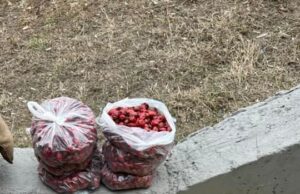 Are 18 ani, dar nu merge la distracții ca alți adolescenți. El vinde măceșe la colț de stradă și speră că lumea să cumpere măcar o pungă.