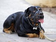 Băiețel de 5 ani, sfâșiat de câinii familiei după ce a încercat să le dea de mâncare, în Ploiești