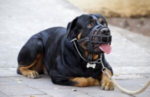 Băiețel de 5 ani, sfâșiat de câinii familiei după ce a încercat să le dea de mâncare, în Ploiești