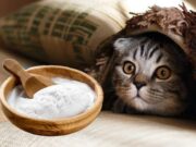 Ce se întâmplă dacă pui bicarbonat de sodiu, în litiera pisicii. Trucul util tuturor iubitorilor de animale